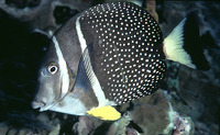 Acanthurus guttatus, Whitespotted surgeonfish: fisheries, aquarium