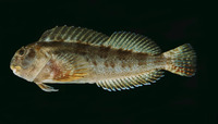 Scartella emarginata, Maned blenny: aquarium