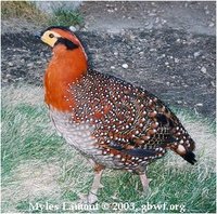 Blyth's Tragopan