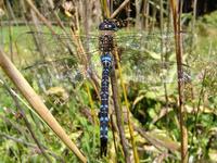 Aeshna mixta - Migrant Hawker