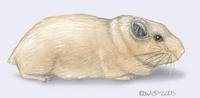 Image of: Ctenodactylus vali (Val's gundi)