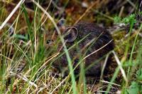 Image of: Ochotona cansus (Gansu pika)