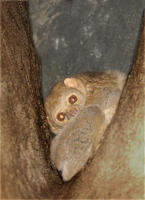 Image of: Perodicticus potto (potto)
