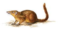 Image of: Urogale everetti (Mindanao tree shrew)