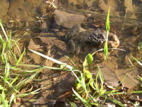 Image of: Bufo americanus (American toad)