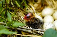 Fulica atra - Common Coot