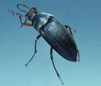 Image of: Carabidae (ground beetles)