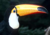 Ramphastos toco - Toco Toucan