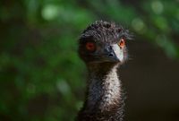 Dromaius novaehollandiae - Emu