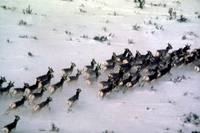 Antilocapra americana - Pronghorn