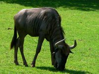 Connochaetes taurinus - Brindled Gnu