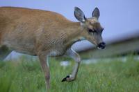 Odocoileus hemionus sitkensis