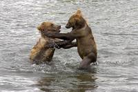 Ursus arctos middendorffi - Kodiak Bear