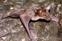 Phyllostomus discolor - Pale Spear-nosed Bat