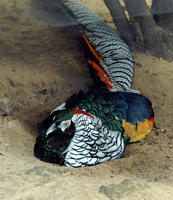 Image of: Chrysolophus amherstiae (Lady Amherst's pheasant)