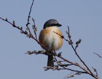 Image of: Lanius tephronotus (grey-backed shrike)