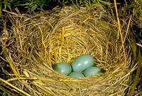 Image of: Turdus migratorius (American robin)