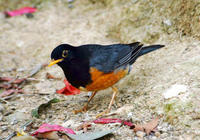 Image of: Turdus rubrocanus (chestnut thrush)