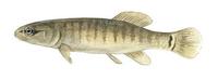 Image of: Umbra limi (central mudminnow)