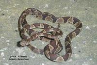 Image of: Imantodes cenchoa (blunthead treesnake)