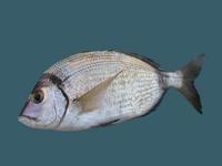 Diplodus vulgaris - Blacktail Bream