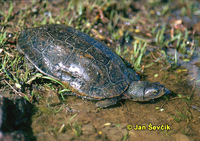 Mauremys caspica - Caspian Terrapin