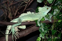 Basiliscus plumifrons - Green Basilisk