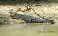 Crocodylus palustris - Marsh Crocodile