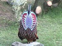 Temminck's Tragopan - Tragopan temminckii