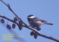 Black-bibbed Tit - Parus hypermelaenus