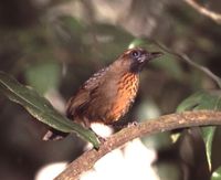 Orange-breasted Laughingthrush - Garrulax annamensis