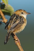 Australian Pipit