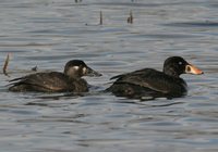 Surf Scoter - Melanitta perspicillata