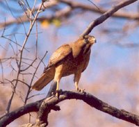 White-eyed Buzzard - Butastur teesa