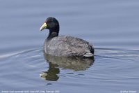 Slate-colored Coot - Fulica ardesiaca