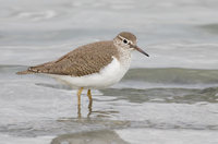 Common Sandpiper (Actitis hypoleucos) photo