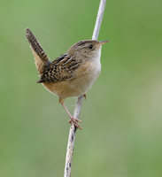 Sedge Wren (Cistothorus platensis) photo