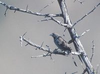 Five-striped Sparrow (Aimophila quinquestriata) photo