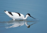 Pied Avocet (Recurvirostra avosetta) photo