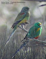 Mulga Parrot - Psephotus varius