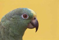 Yellow-crowned Parrot - Amazona ochrocephala