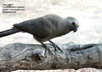 Gray Go-away-bird - Corythaixoides concolor