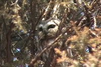 Northern Saw-whet Owl - Aegolius acadicus