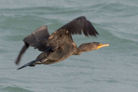 Double-crested Cormorant (Phalacrocorax auritas)