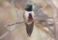 Andean Hillstar - Oreotrochilus estella