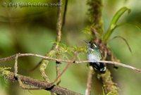 Wedge-billed Hummingbird - Augastes geoffroyi