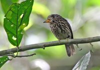 White-chested Puffbird - Malacoptila fusca