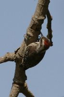 Brown-backed Woodpecker - Dendropicos obsoletus