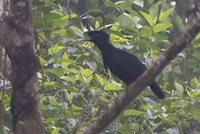 Long-wattled Umbrellabird - Cephalopterus penduliger