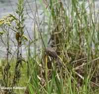 Sooty Tyrannulet - Serpophaga nigricans